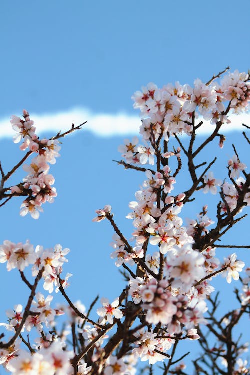A plane flying over a tree with blossoms