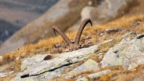 Fotobanka s bezplatnými fotkami na tému alpský ibex, Alpy, barbarský