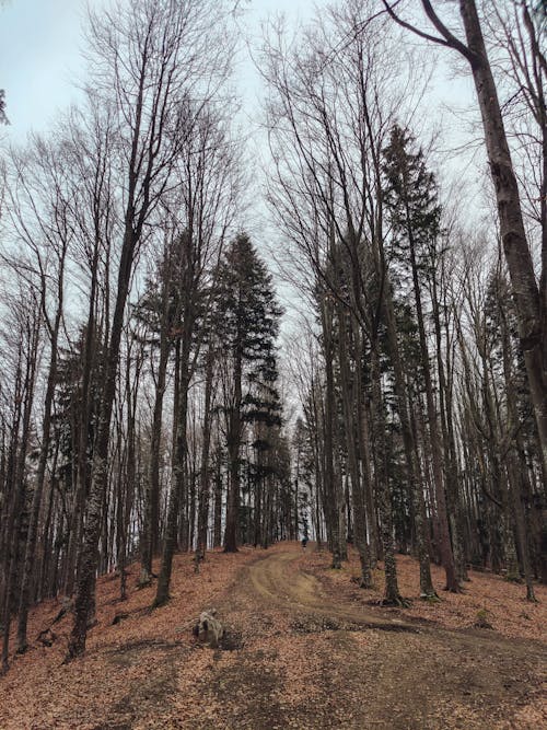 Foto d'estoc gratuïta de arbres, bosc, camí de carro