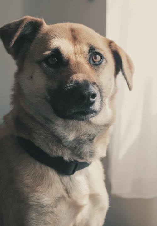 Cão Adulto Bronzeado De Pêlo Curto Dentro Do Quarto