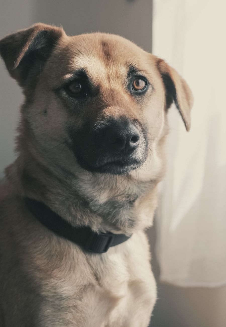Tan mixed-breed dog sitting by a bright window, head tilted toward the camera — photo by Ann Perkas on Pexels