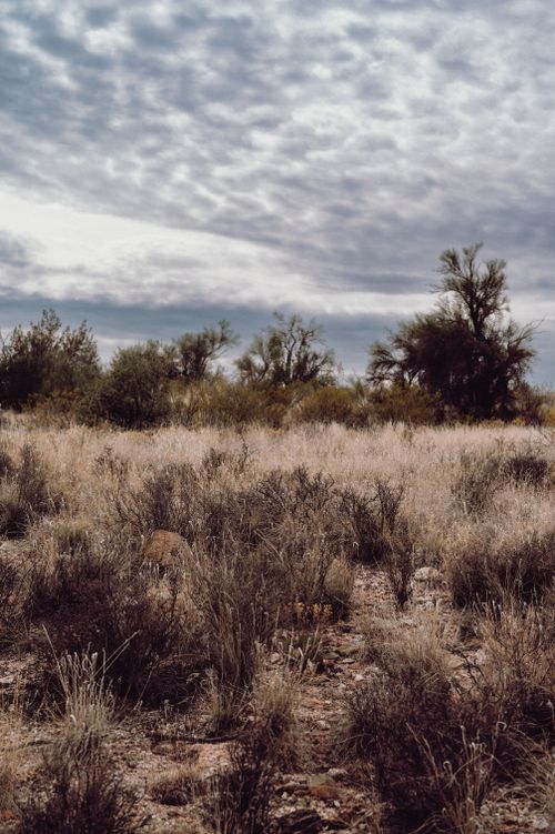 Free Peaceful rural landscape with grass, bushes, and trees under a dramatic cloudy sky. Stock Photo