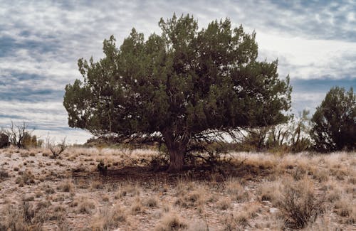 A lone tree in the middle of a desert