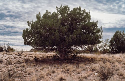 Free A solitary tree stands strong in a dry, open desert under a cloudy sky. Stock Photo