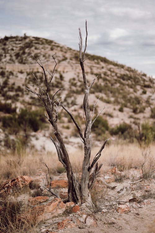 A dead tree in the desert with a hill in the background