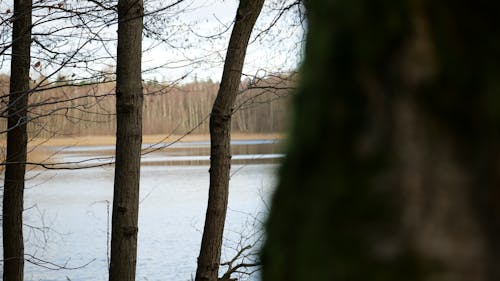 Безкоштовне стокове фото на тему «вода, дерева, дерево»