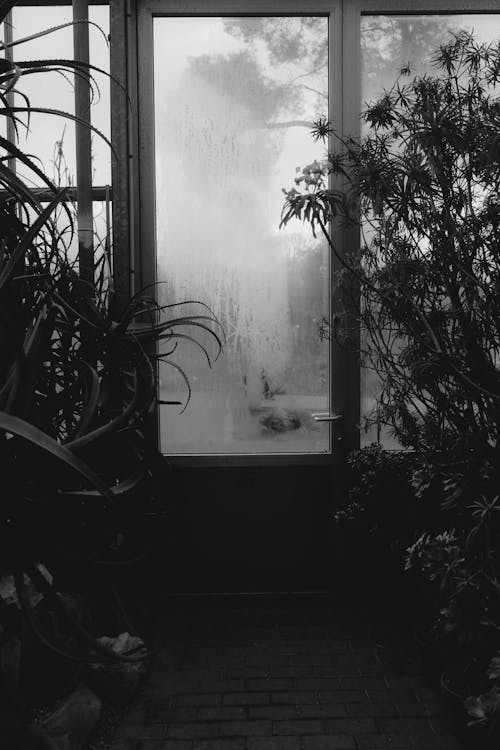 A black and white photo of a window with plants