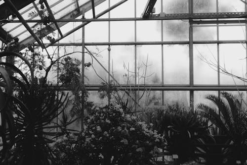 Black and white photograph of a greenhouse with plants
