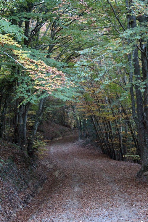 Foto stok gratis daun kering, gunung, hutan