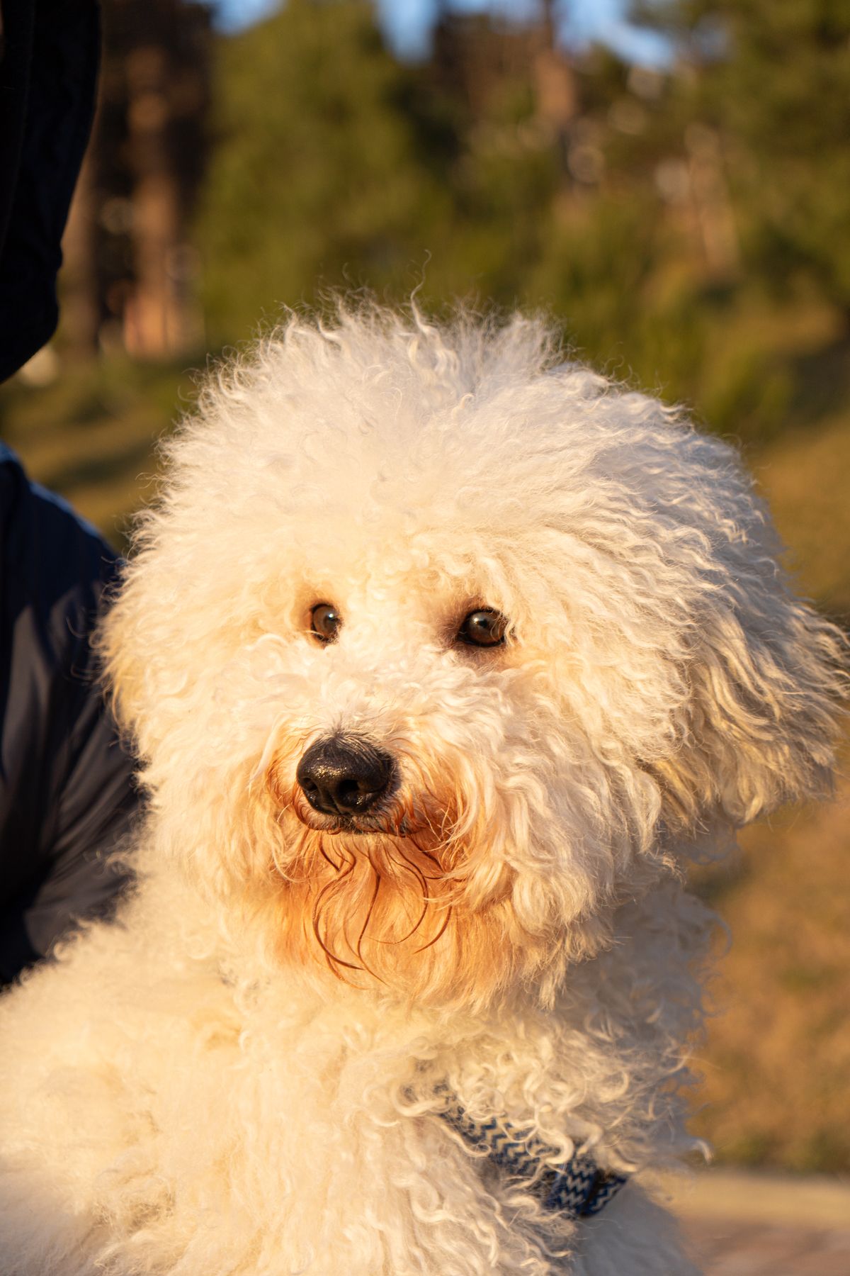 Caniche nain : taille, caractère, toilettage et budget en France