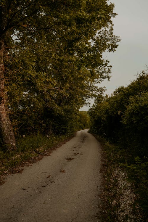 Foto d'estoc gratuïta de arbres, bosc, camí de carro