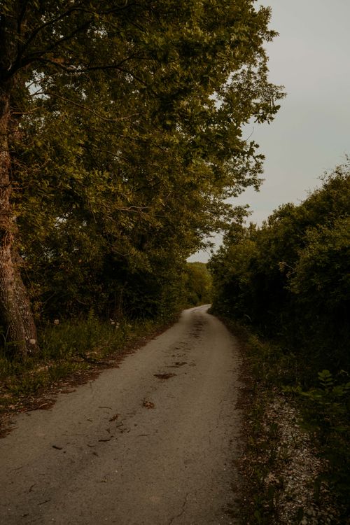 Free A tranquil dirt road winding through a dense, green forest in Galicë, perfect for a nature escape. Stock Photo