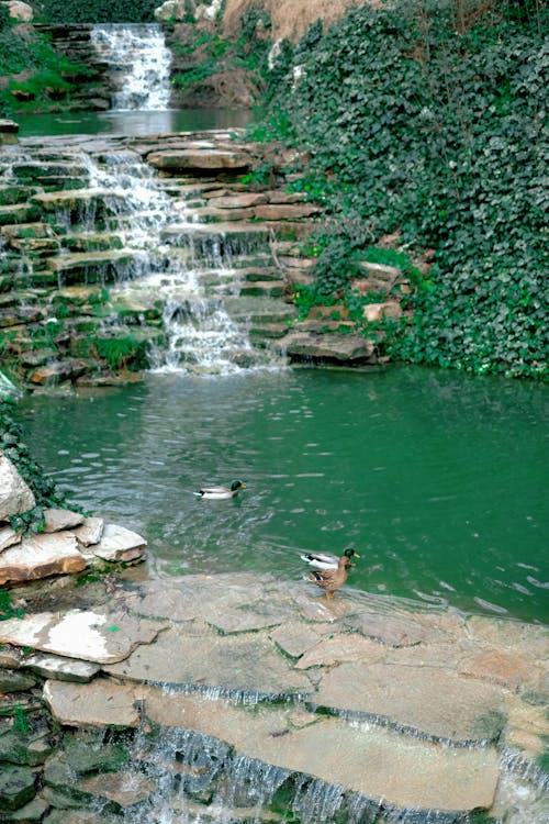 A waterfall and pond with ducks in the water