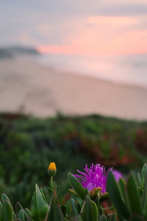 Spring in Portugal