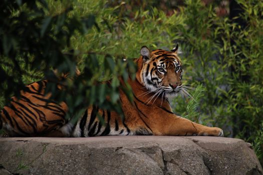 Bengal tiger resting on a rock in a zoo enclosure, surrounded by lush greenery.