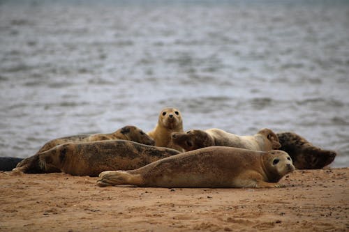 Seals Lying Down on Beach
