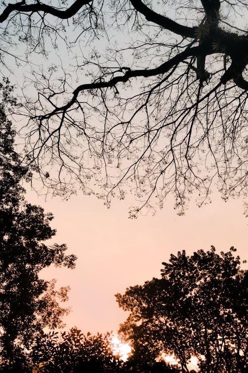 가지, 맑은 하늘, 수직 쐈어의 무료 스톡 사진