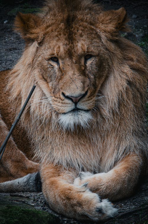 Foto profissional grátis de cabeça, deitando-se, fotografia animal