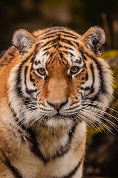 Close-up portrait of a Bengal tiger showcasing its striking eyes and fur pattern.
