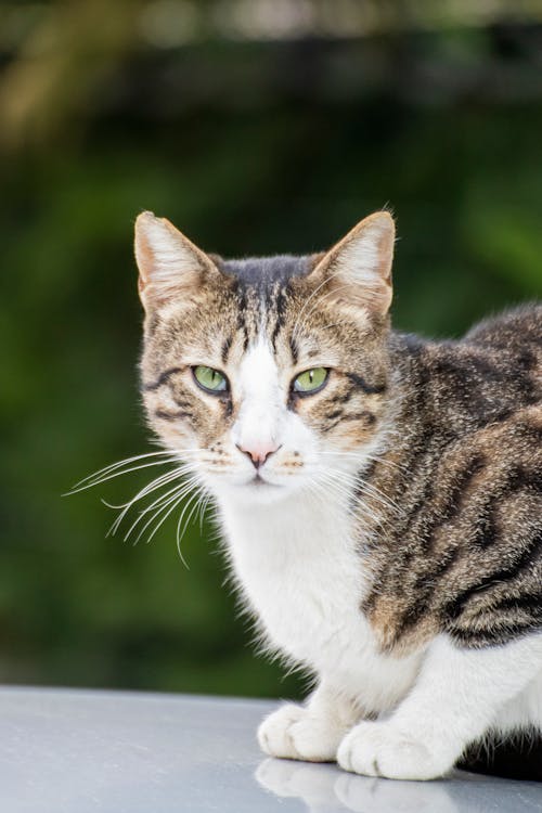 고양이, 동물 사진, 머리의 무료 스톡 사진