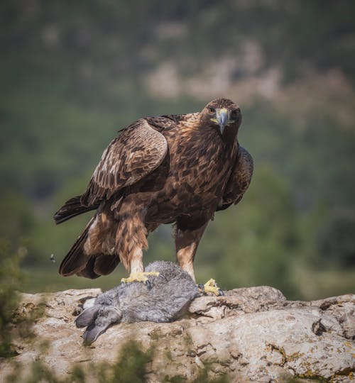 A golden eagle is standing on top of a rock