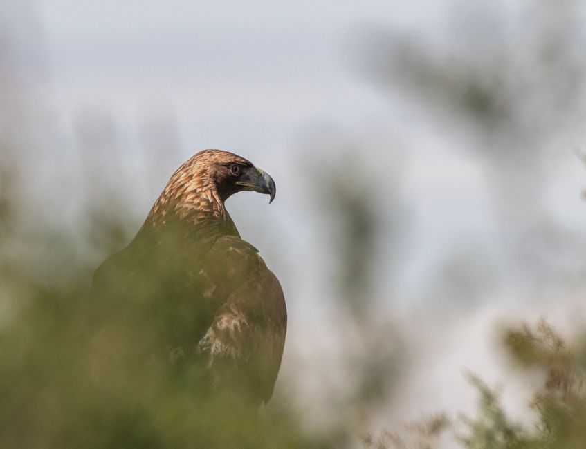Observation des Aigles Dorés depuis le Mont Lovćen
