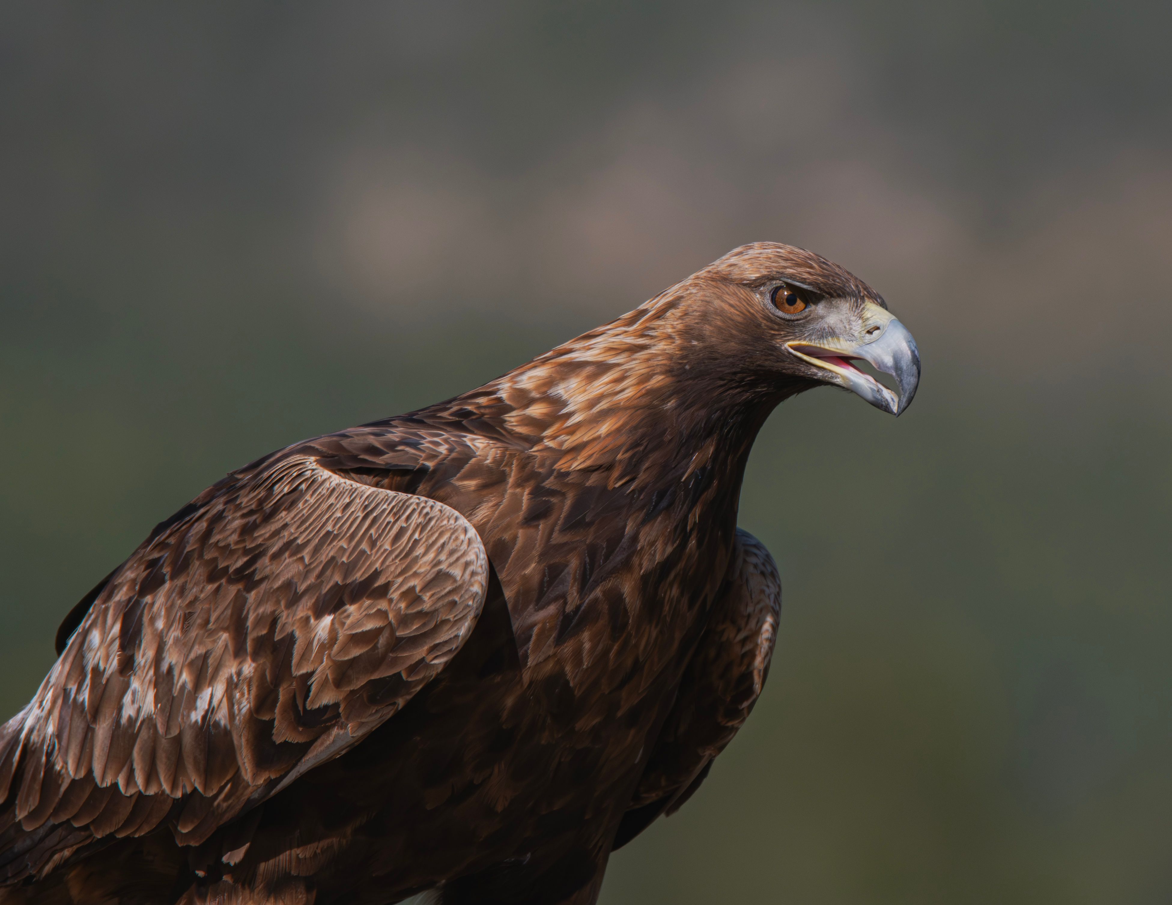 aigle de sang - L’aigle de sang a-t-il vraiment existé ?
