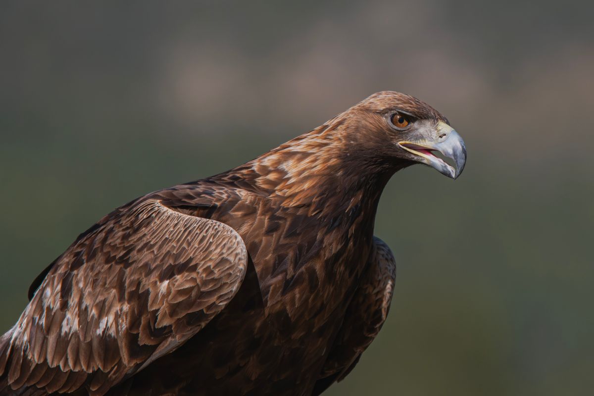 aigle de sang - L’aigle de sang a-t-il vraiment existé ?