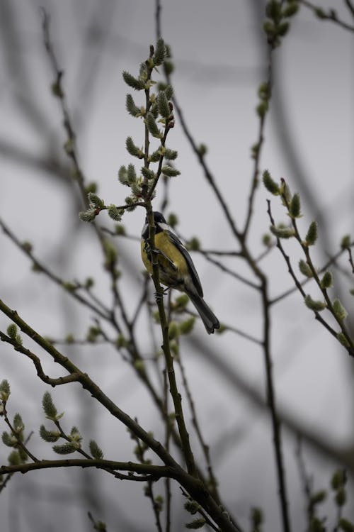 Great Tit Bird among Branches
