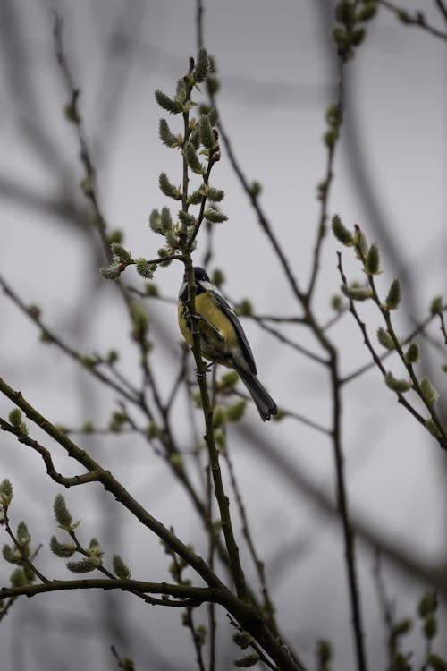 Gratis stockfoto met dierenfotografie, koolmees, natuur