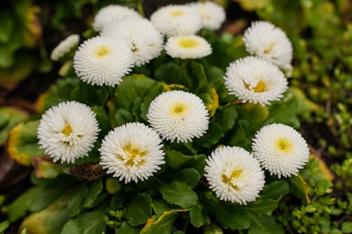 Foto profissional grátis de branco, flores, foco seletivo