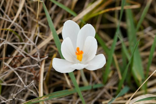 Foto profissional grátis de açafrão, branco, flor