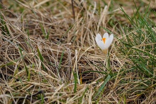 A single white flower in the middle of some grass