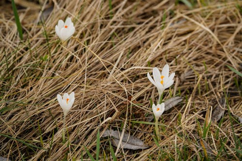 White Crocus Flowers in Nature