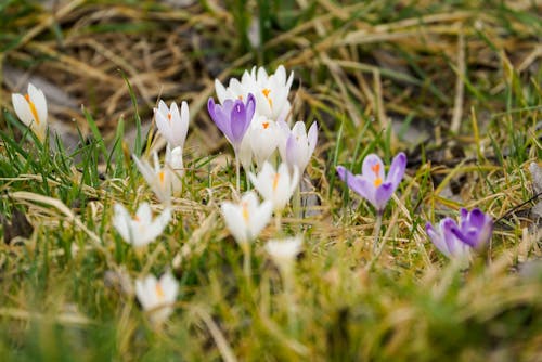 White and Purple Crocus Flowers