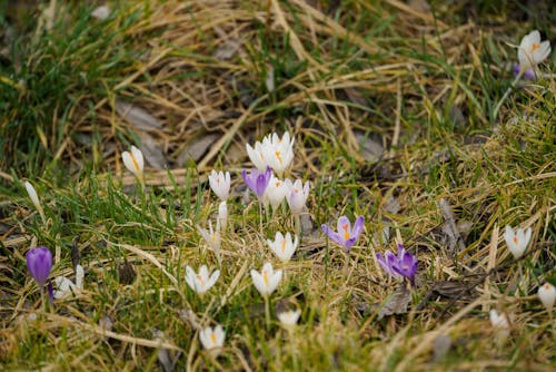 White and Purple Crocus Flowers