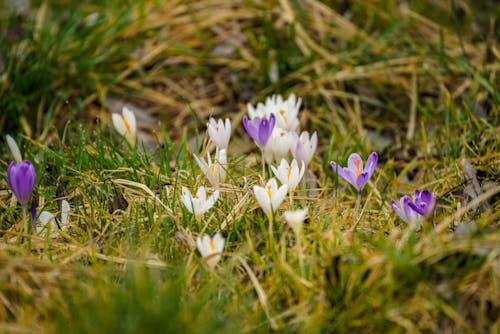 White and Purple Crocus Flowers