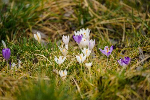 Free A charming view of white and purple crocuses blooming in a rural meadow during spring. Stock Photo
