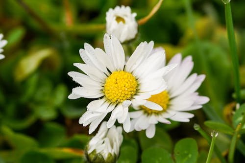 Gratis lagerfoto af blomster, eng, hvid