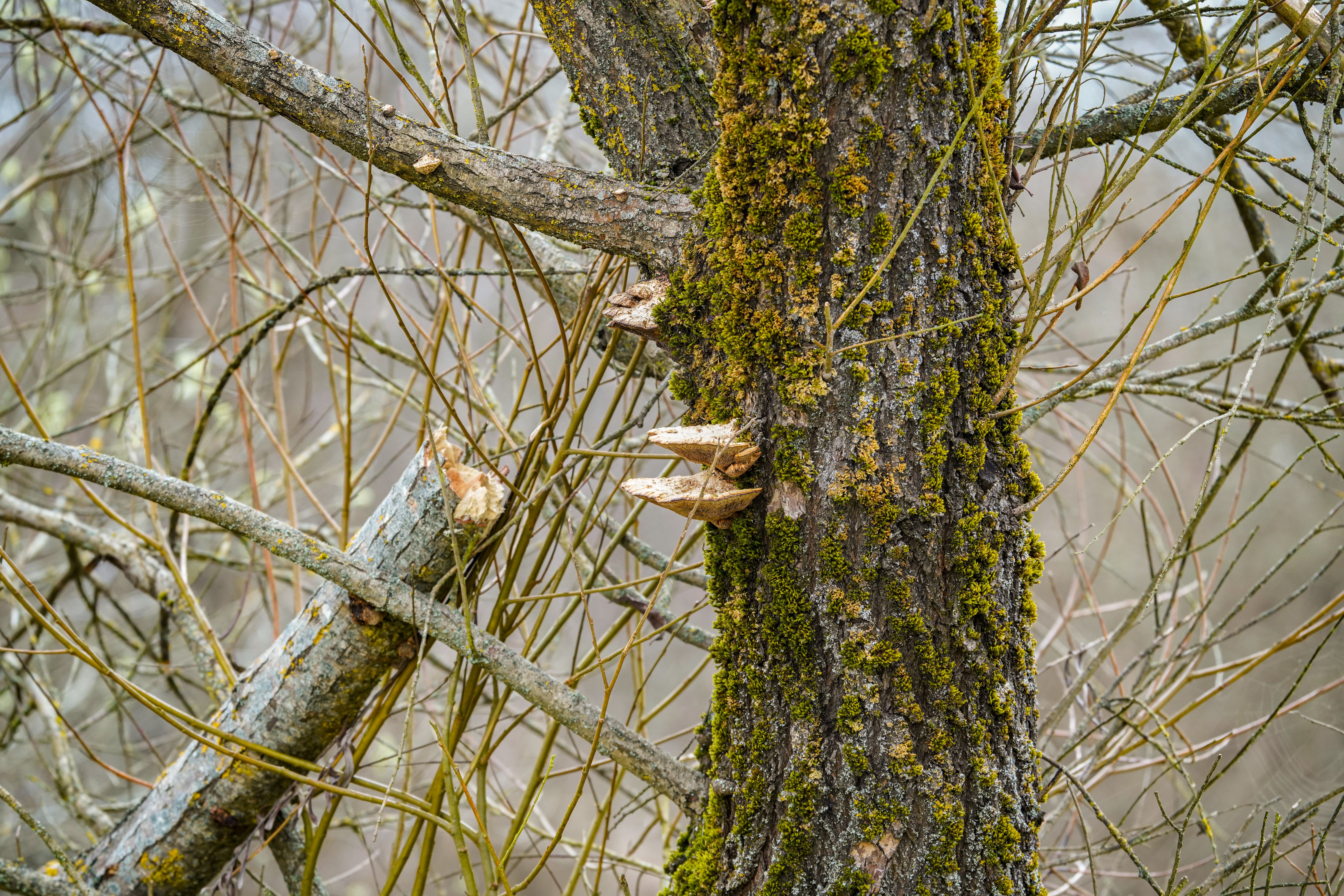 Dead & Dying Tree Removal