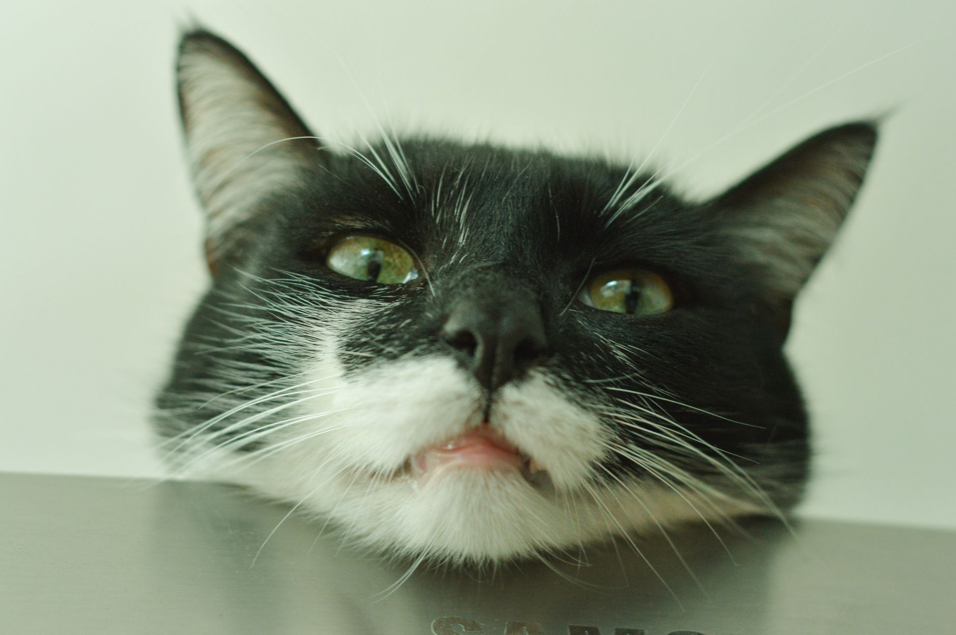 Veterinarian examining a cat during a checkup