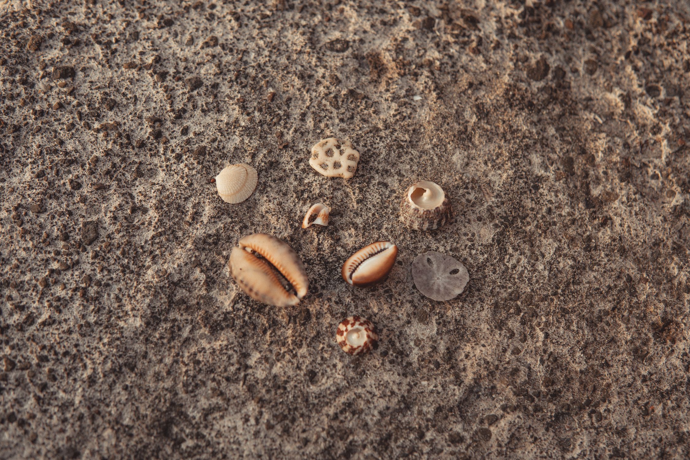 Real Shell And Rocks Sea Shells on Rock · Free Stock Photo