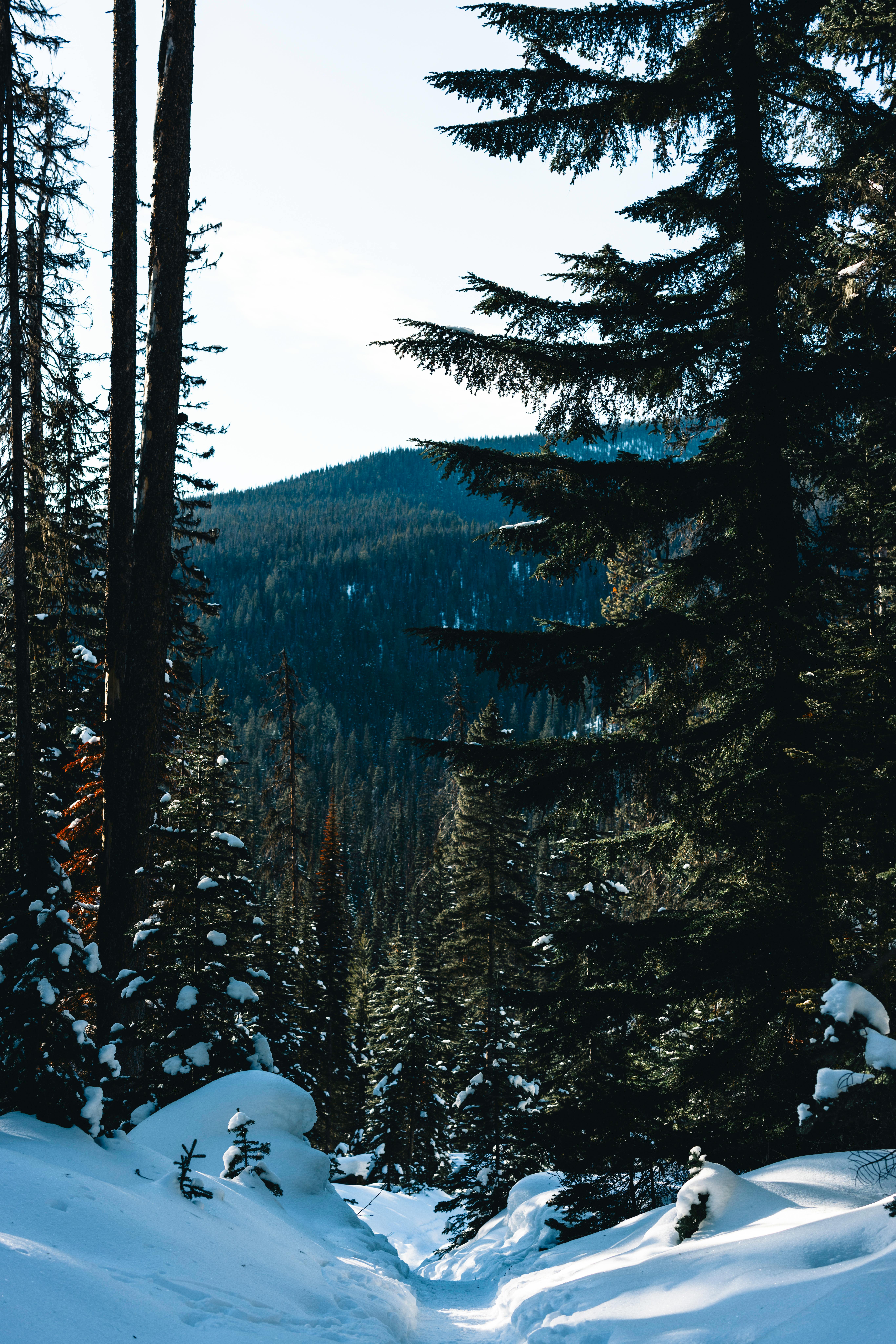 Explore a serene snowy forest landscape in Field, BC, Canada, perfect for winter adventures.
