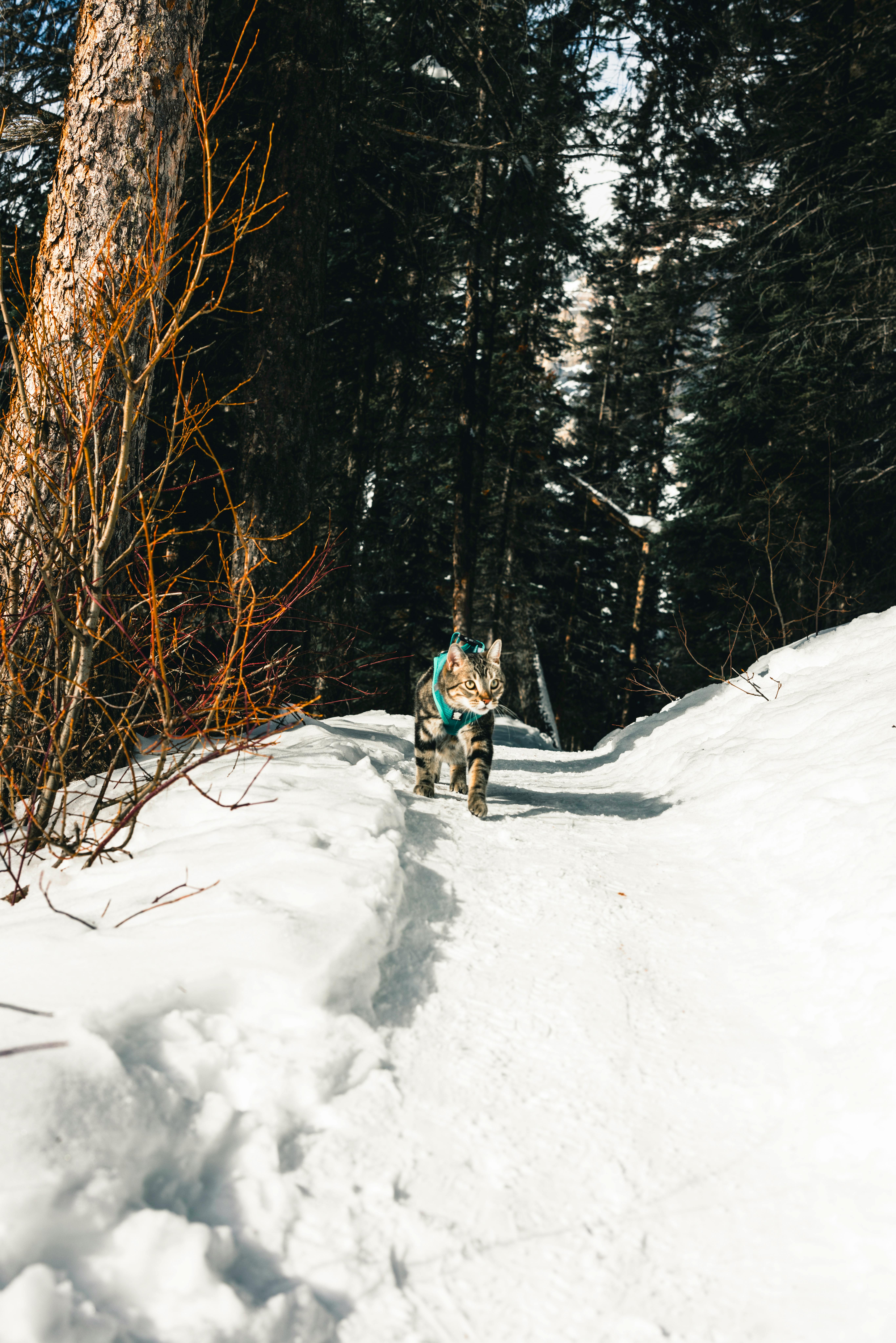 Luca's first hike was a loop around Emerald Lake in Yoho National Park