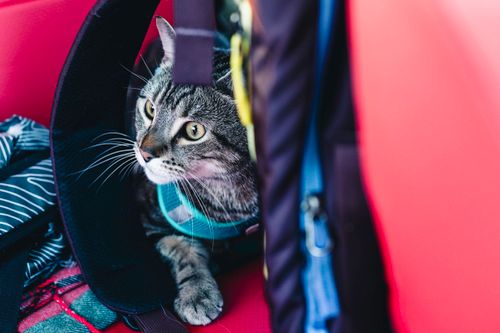 Cat peering out of a travel backpack on a journey