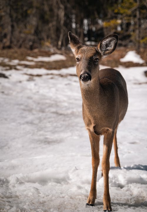 コールド, 冬, 動物の写真の無料の写真素材