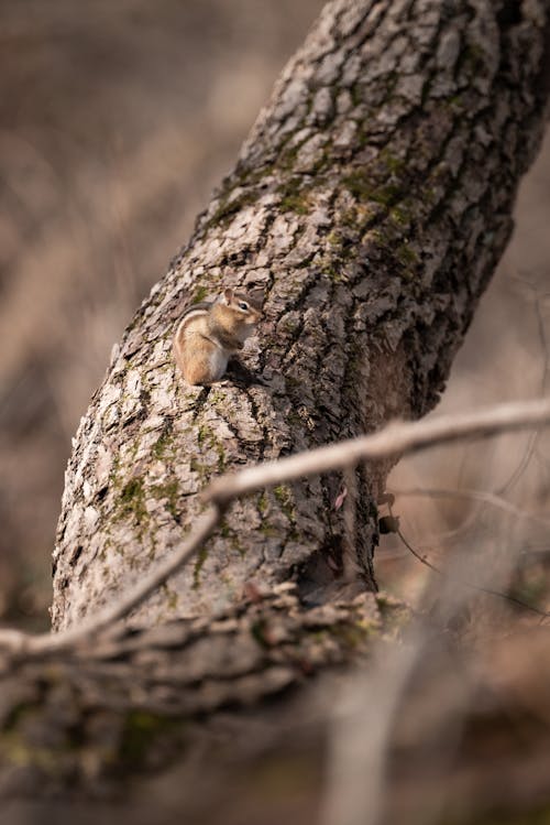 A chipmunk sitting on the side of a tree