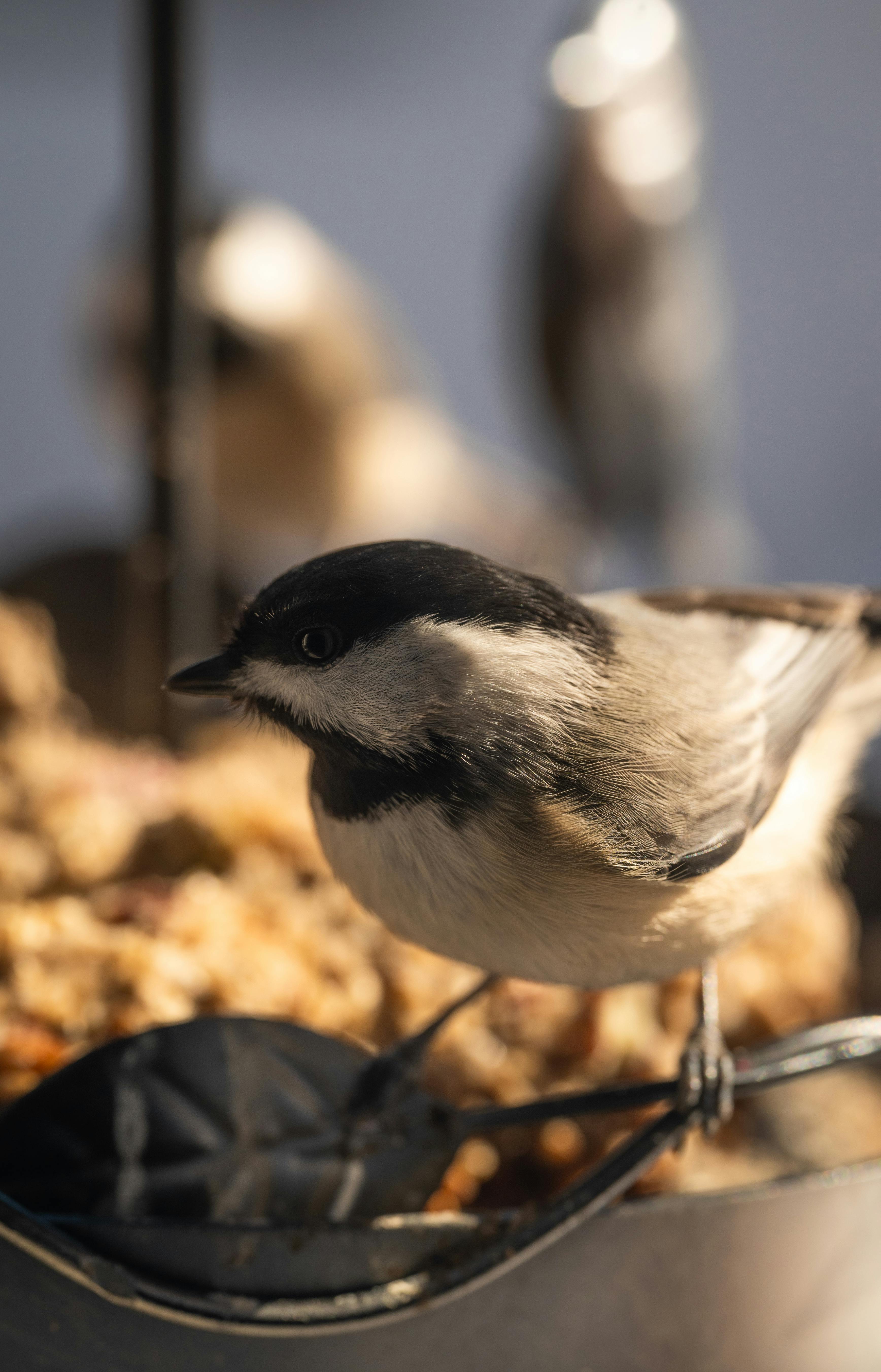 Close-up view of a bird sitting on a feeder. Bird feeders are a great way to protect biodiversity.