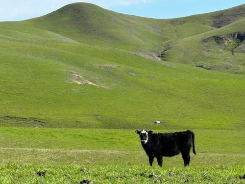 Základová fotografie zdarma na téma farma, kopce, kráva