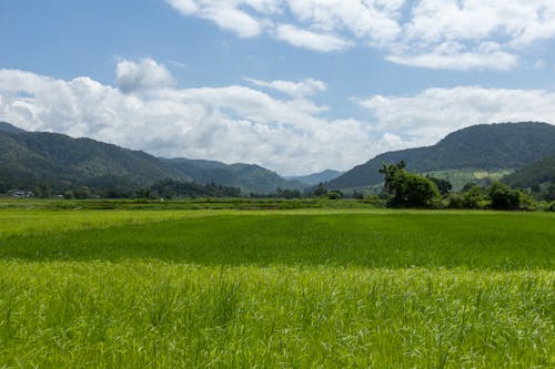 A field with green grass and mountains in the background